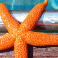 starfish