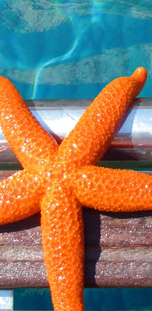 starfish