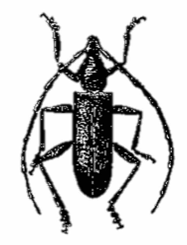 great capricorn beetle