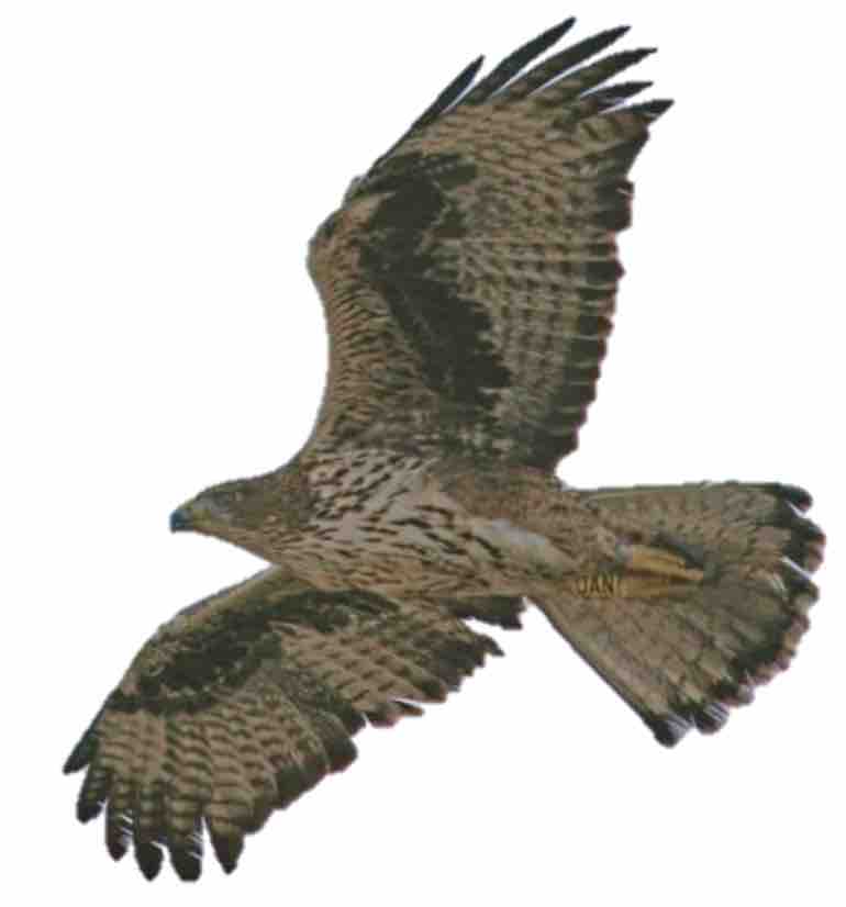Bonelli's eagle