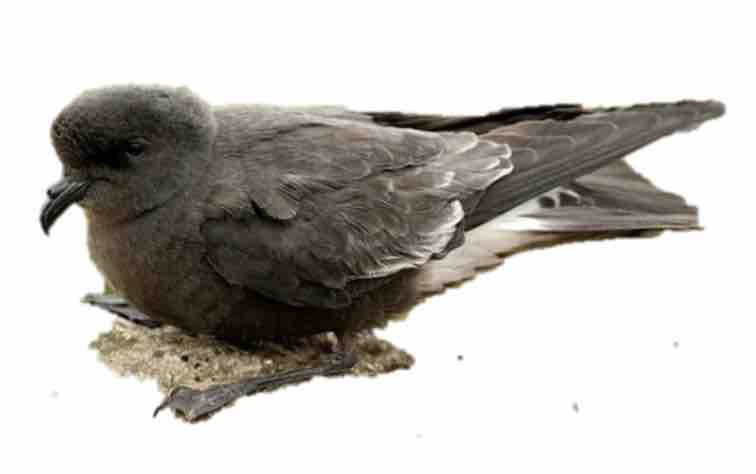 storm petrel