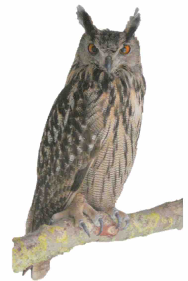 Eagle Owl