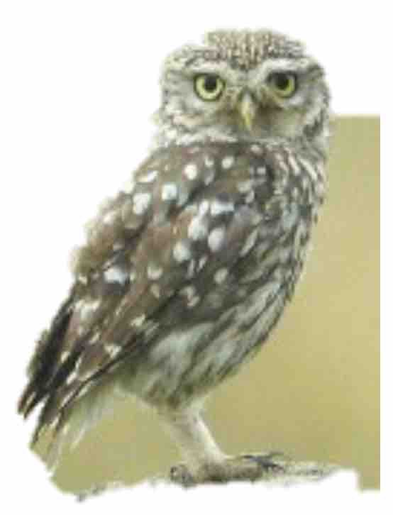 little owl