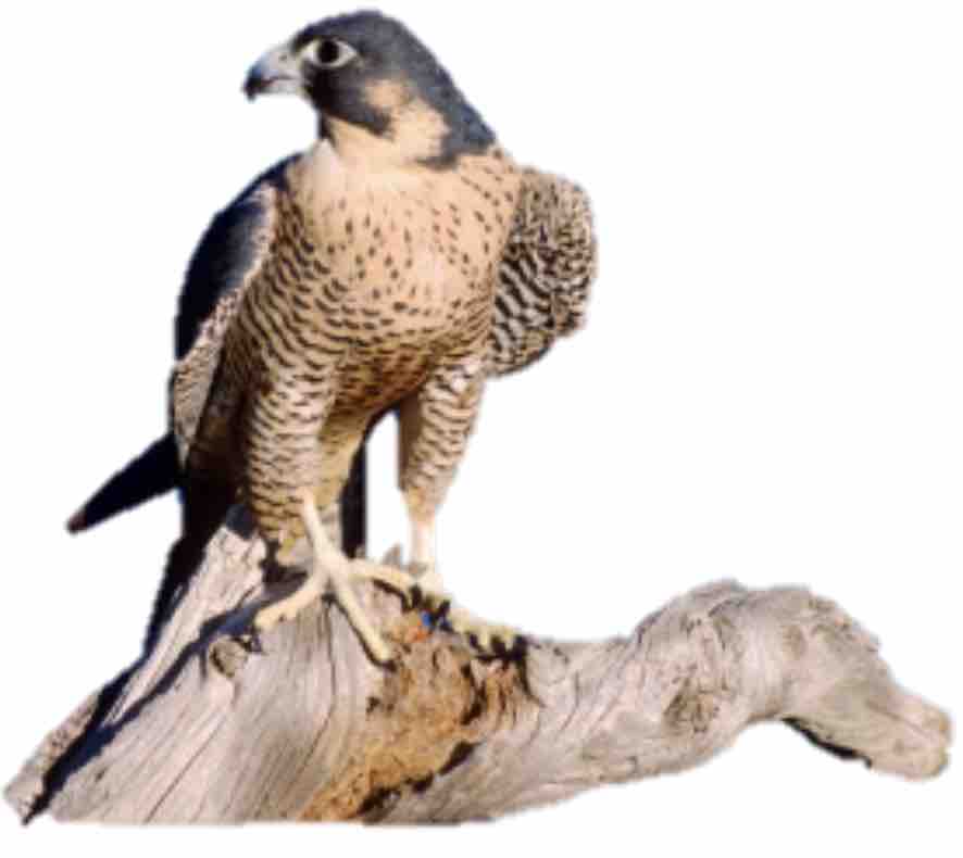 peregrine falcon