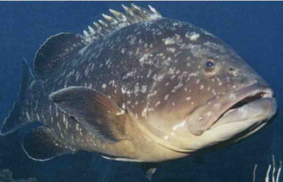 brown grouper
