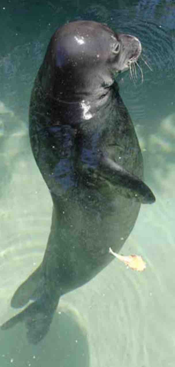 monk seal