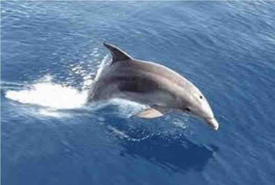 bottlenose dolphin