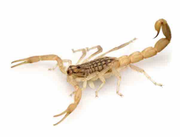 yellow scorpion