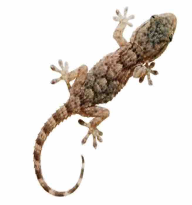 Mauritanian gecko