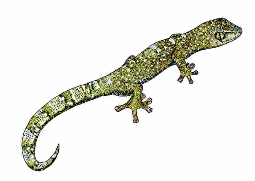 European green lizard