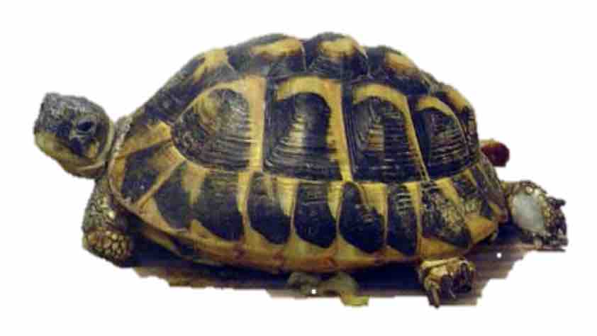 Hermann's tortoise