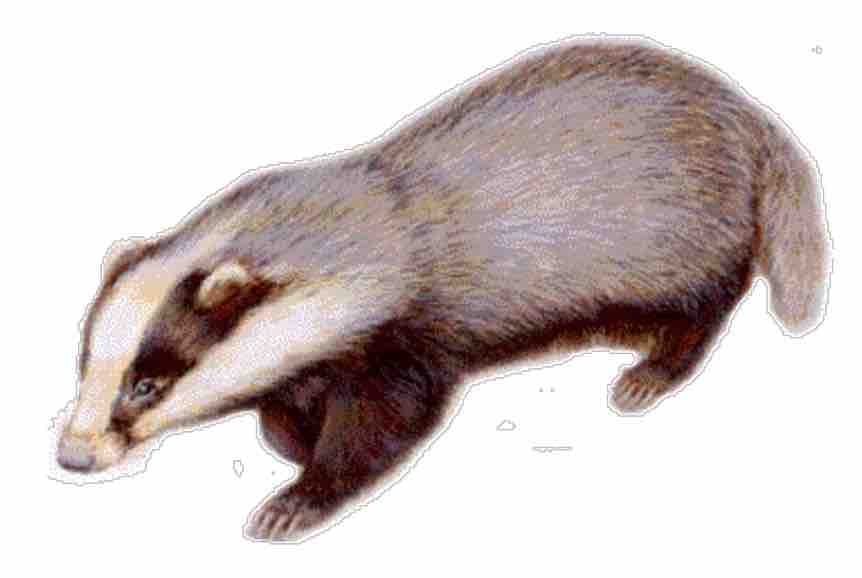 badger