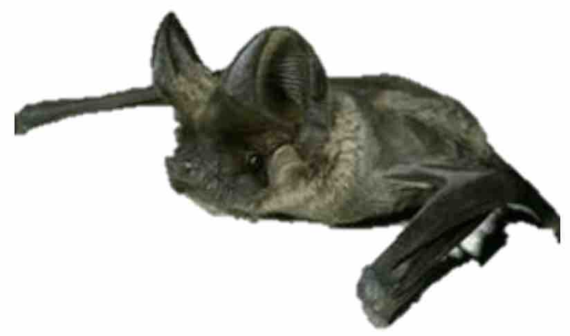 Cestoni's bat